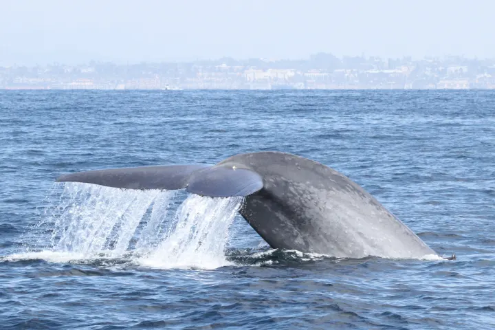 a whale jumping out of the water