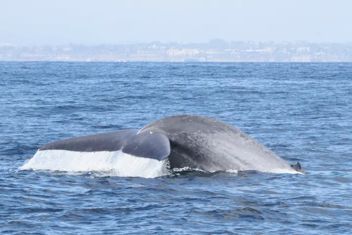 a whale jumping out of the water