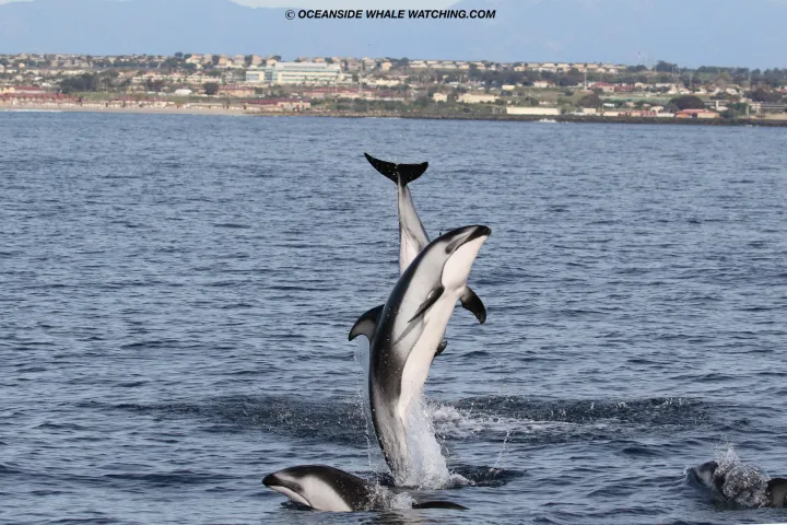 Dolphin jumping out of water