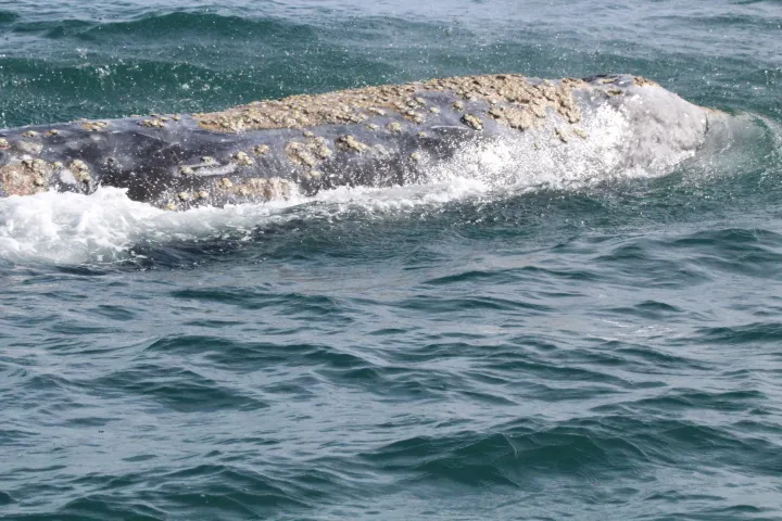 a man riding a wave on a surfboard in the ocean