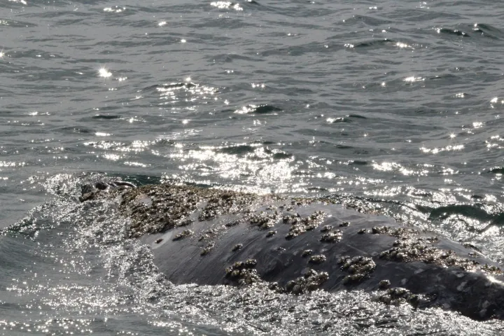 water next to the ocean