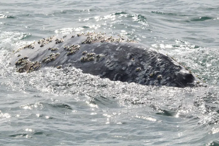 a body of water next to the ocean