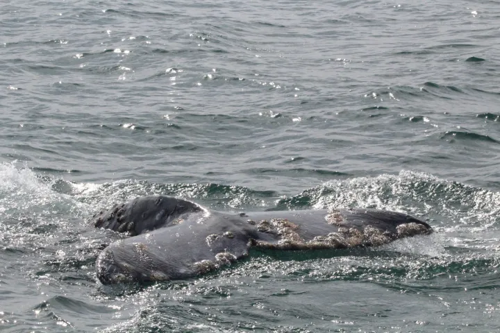 a whale jumping out of the water