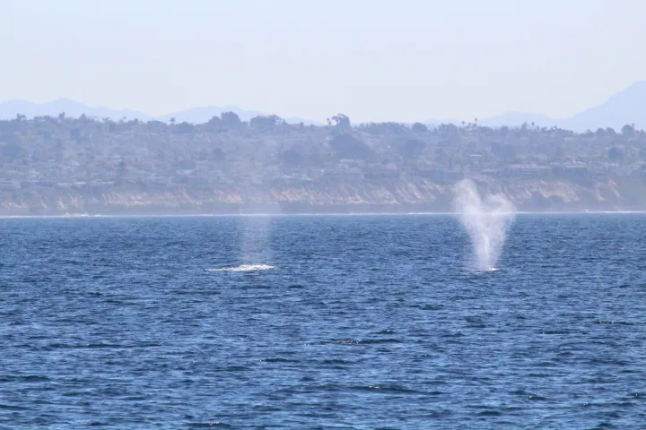 a whale on a lake next to a body of water