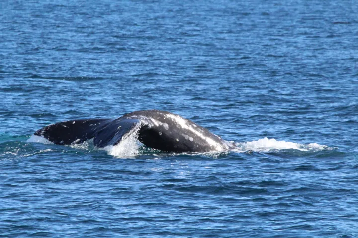a whale swimming under water