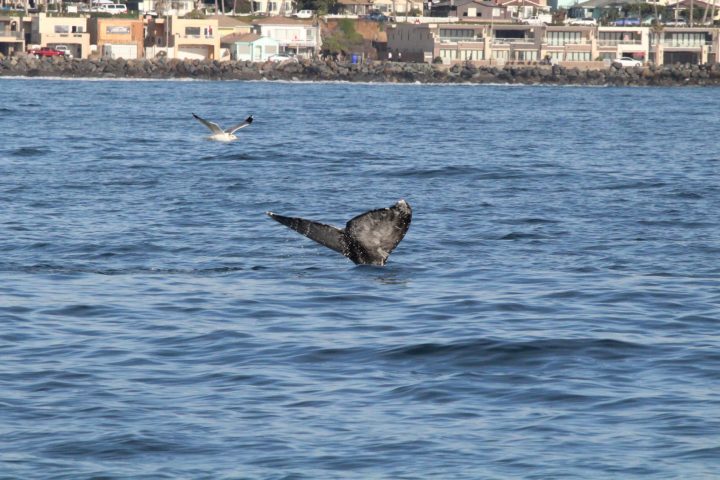 a bird flying over a body of water