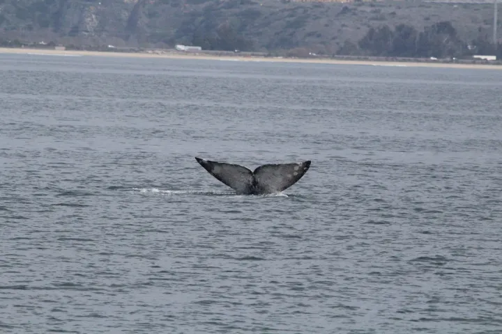 a whale swimming in a body of water