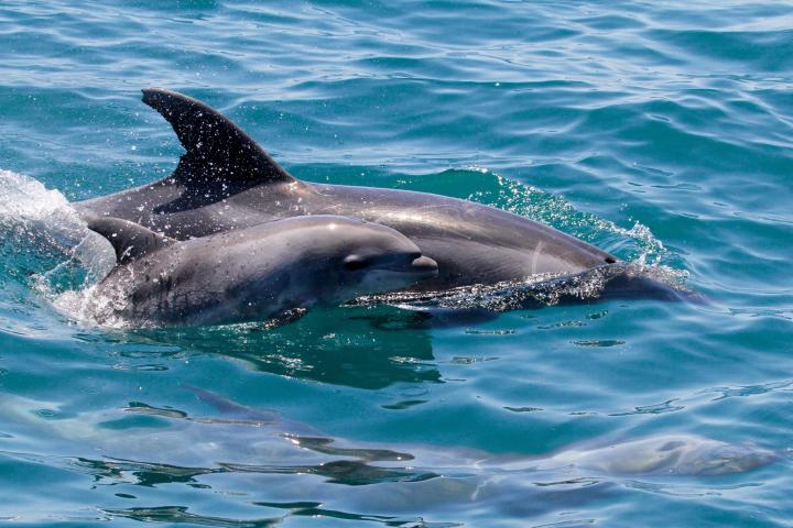 an animal swimming in the water