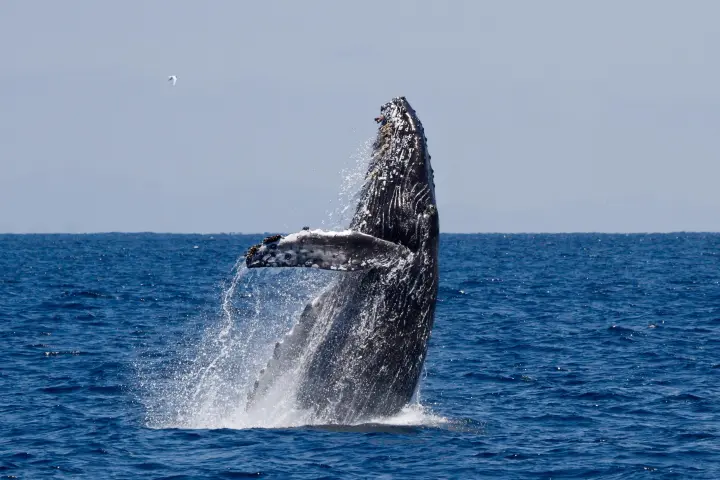 a whale jumping out of the water