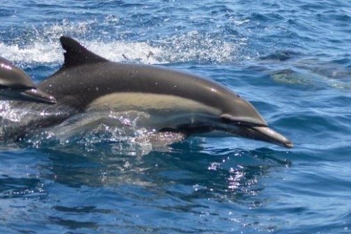 a dolphin swimming in a body of water