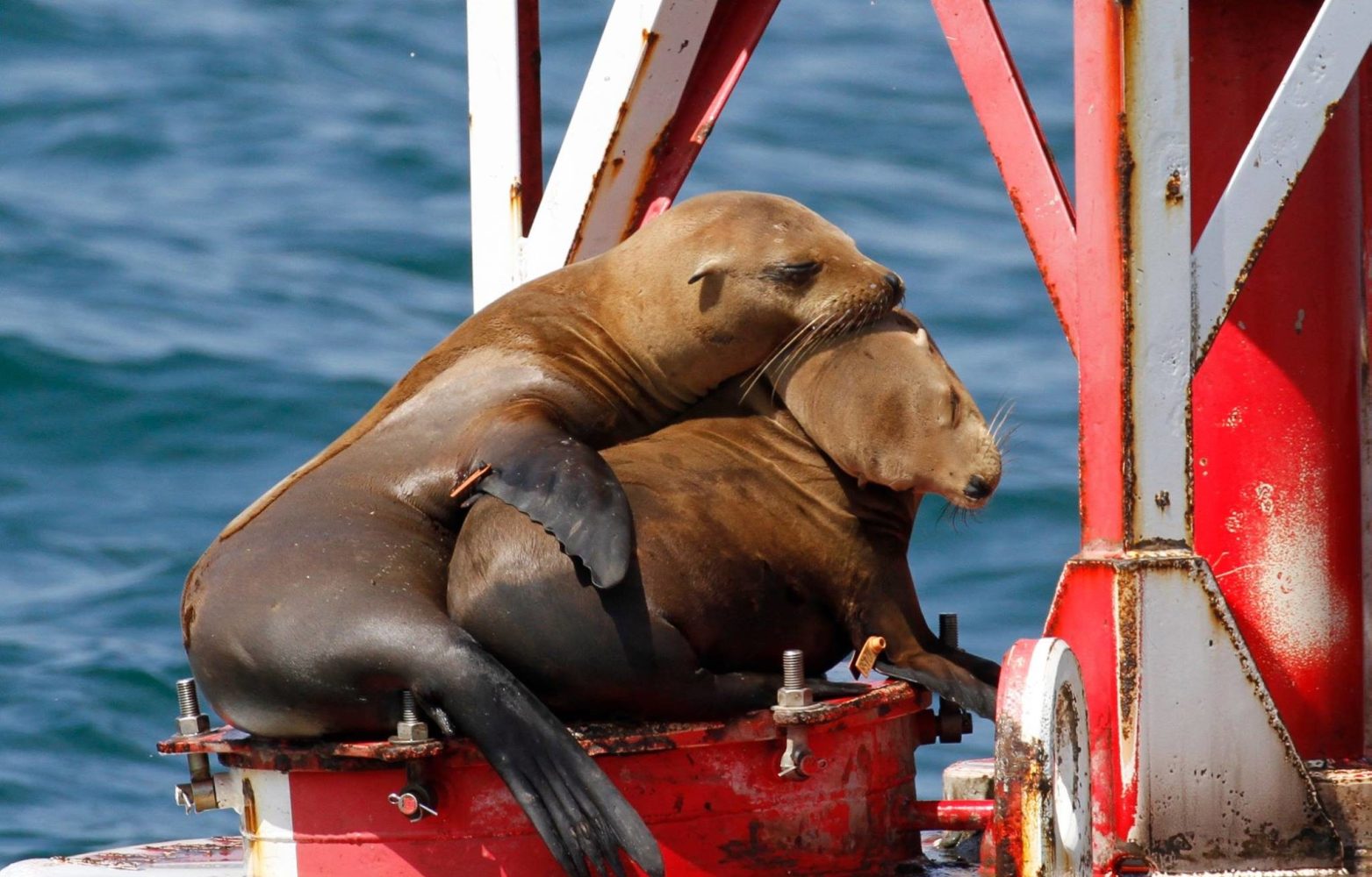 a dog on a boat in the water