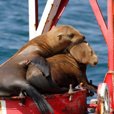 a dog on a boat in the water