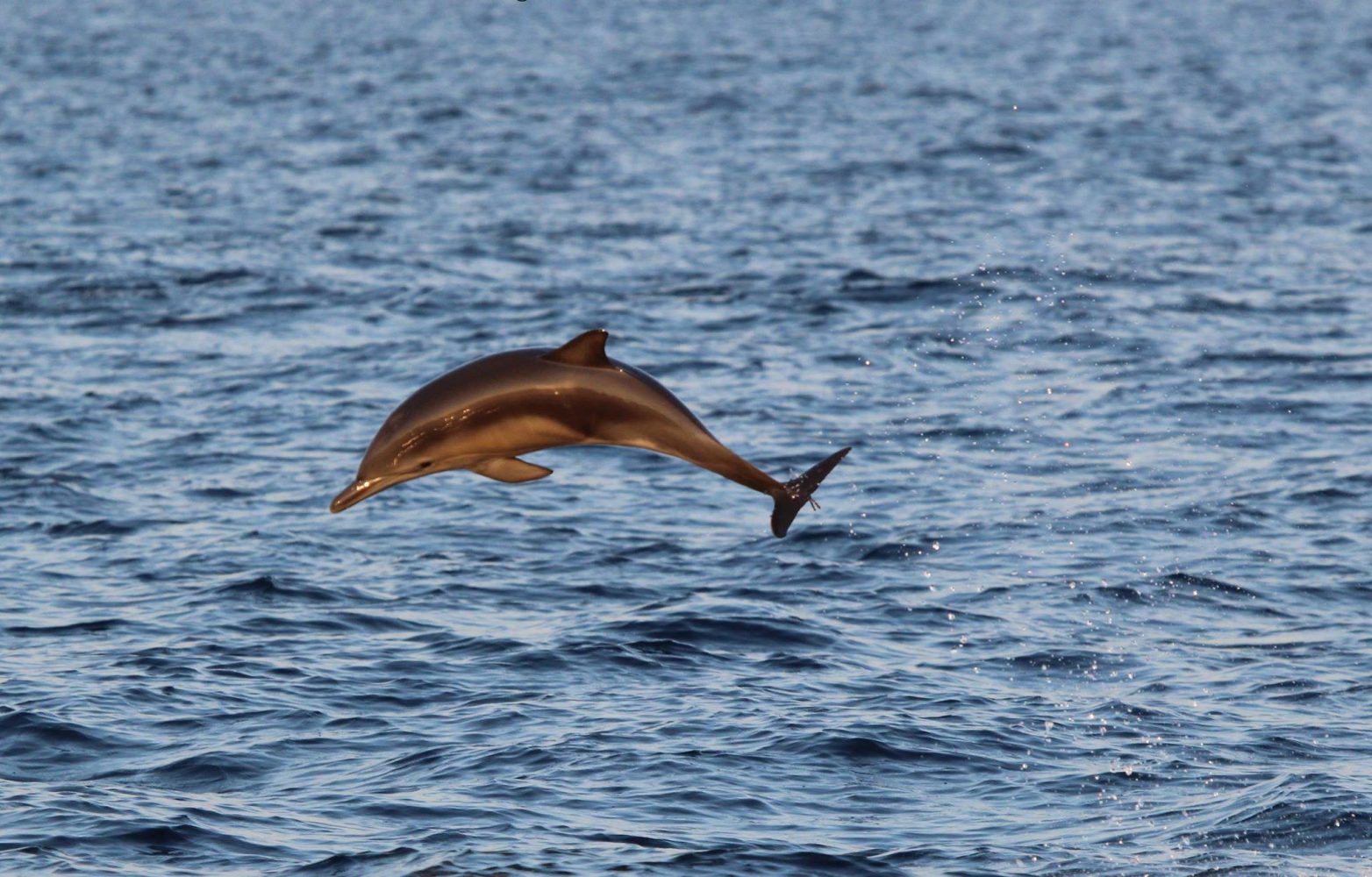 a bird flying over a body of water