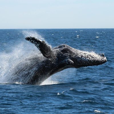 a whale jumping out of a body of water