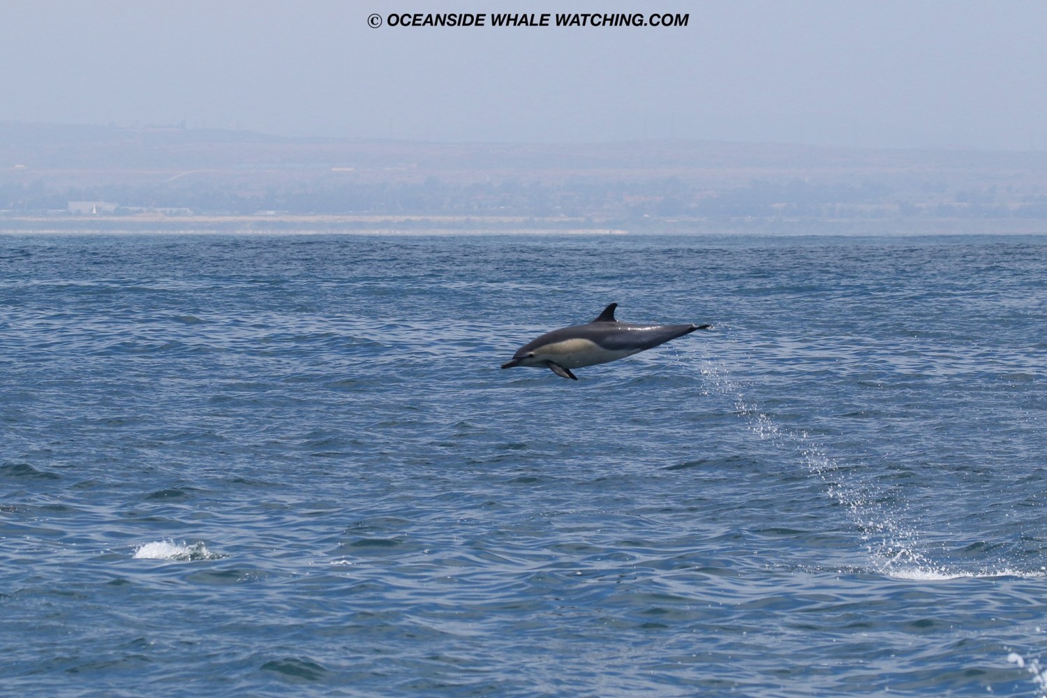 a whale jumping out of the water