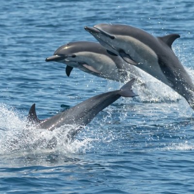 a dolphin jumping out of the water