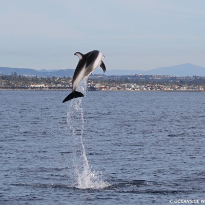 a bird flying over a body of water