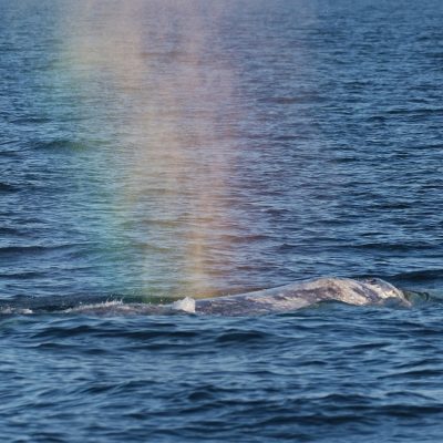 a whale jumping out of the water