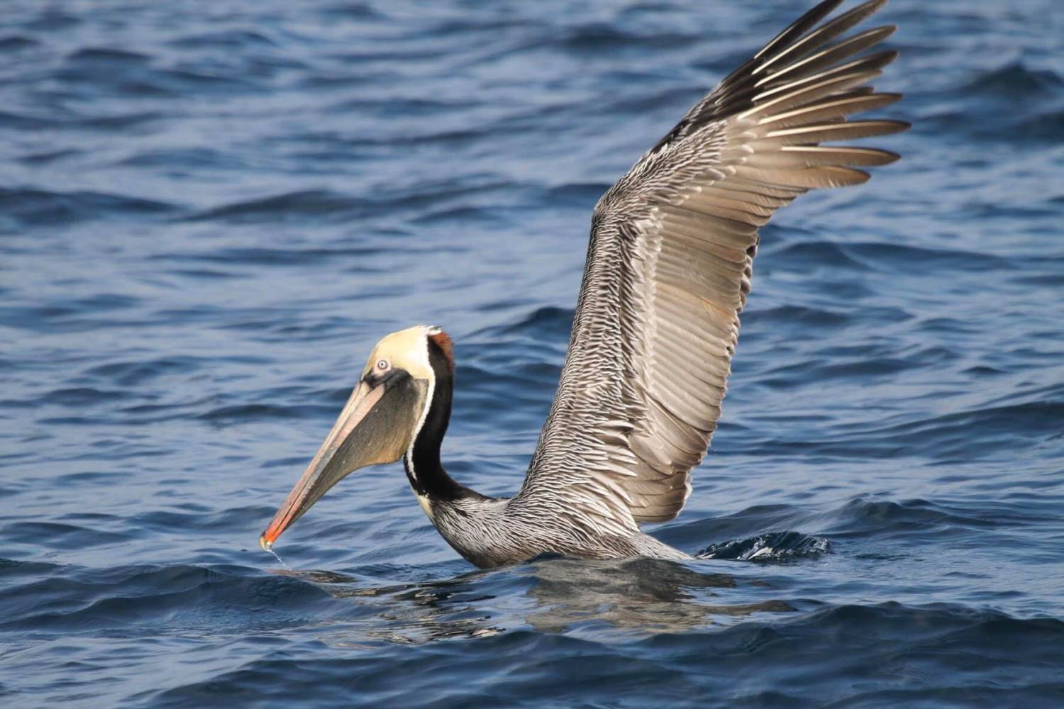 a bird flying over a body of water