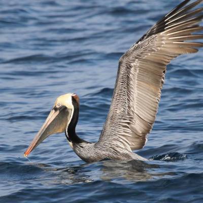 a bird flying over a body of water
