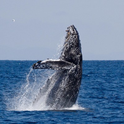 a whale jumping out of the water