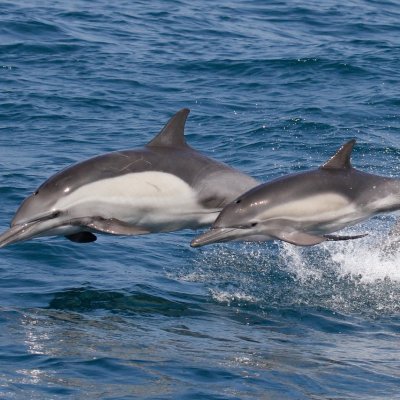 a dolphin jumping out of a body of water