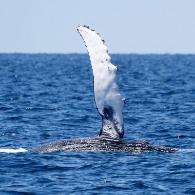 a whale jumping out of the water