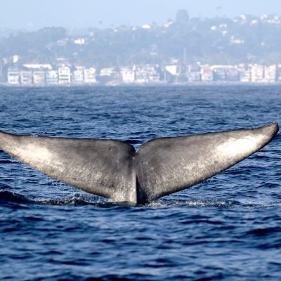 a whale jumping out of the water