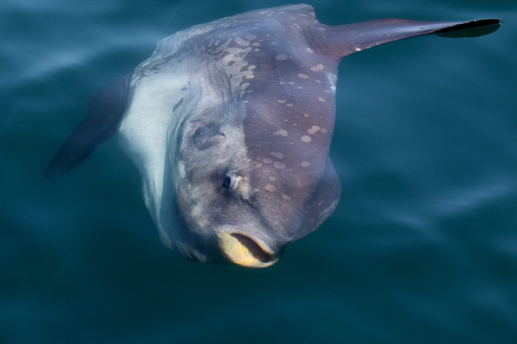 a bird swimming in water