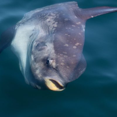 a bird swimming in water