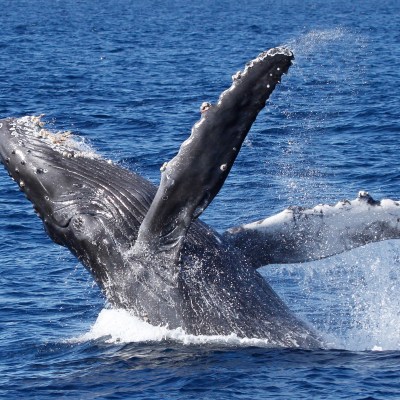 a whale jumping out of the water