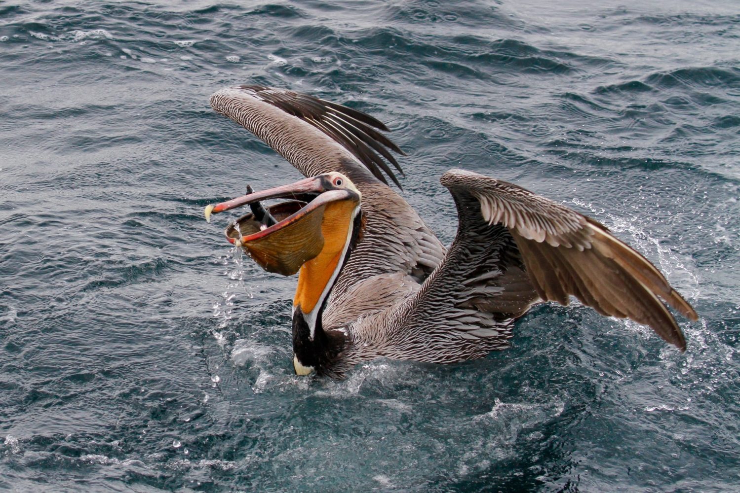 a bird flying over a body of water