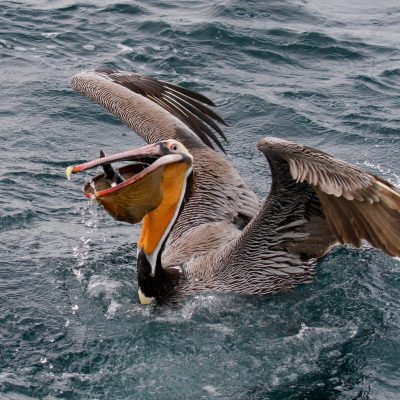 a bird flying over a body of water