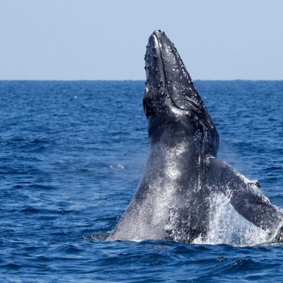 a whale jumping out of the water