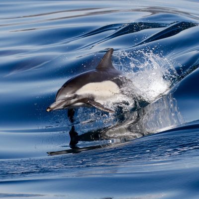 a bird flying over a body of water