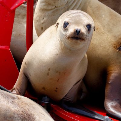 a close up of an animal