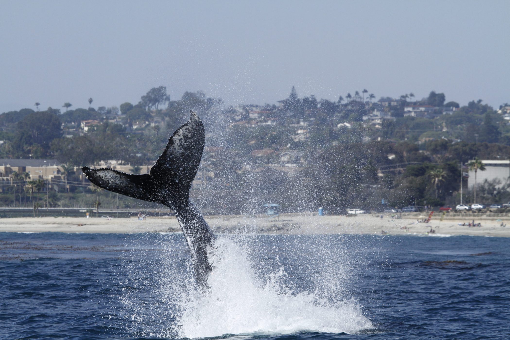 The 2-Hour Whale Watch: The Perfect Oceanside Activity