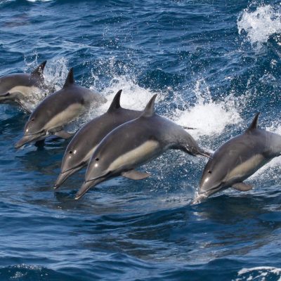 a dolphin swimming in a body of water