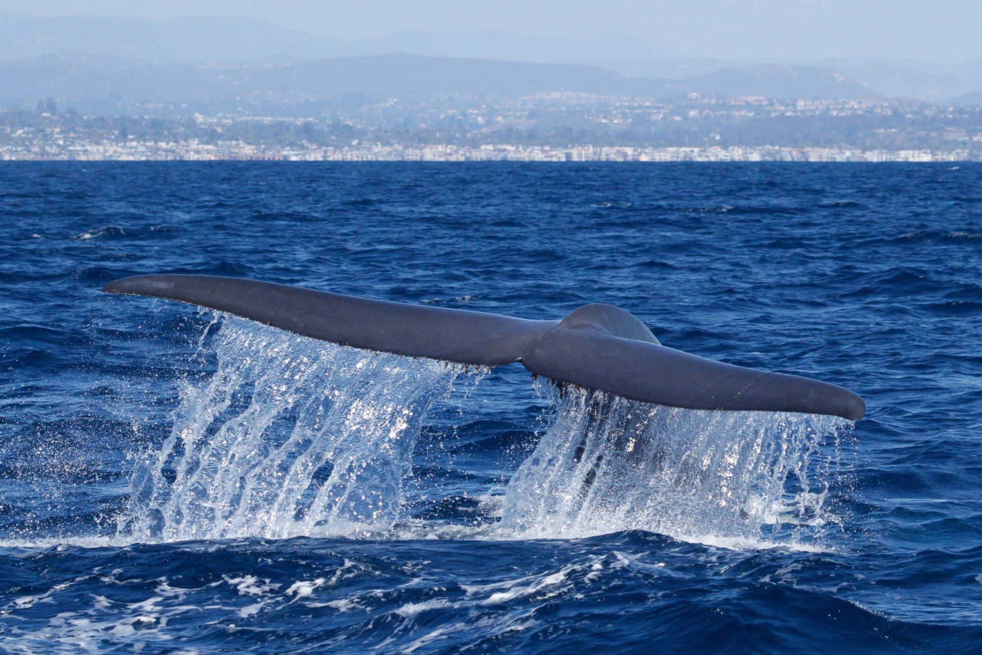 a whale jumping out of the water