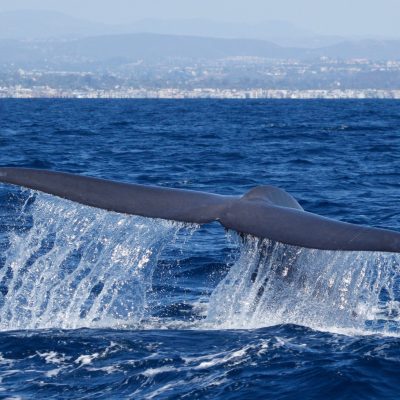 a whale jumping out of the water
