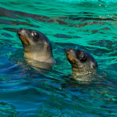 a polar bear swimming in a pool of water