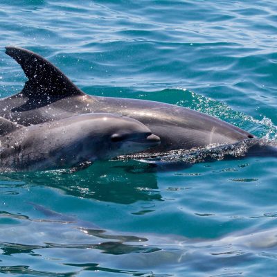 an animal swimming in the water