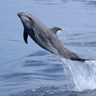 a whale jumping out of the water