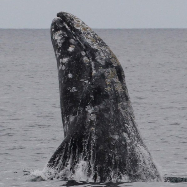 a whale jumping out of the water