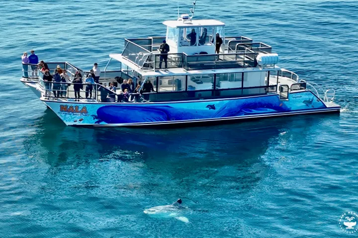 a blue and white boat floating on a body of water