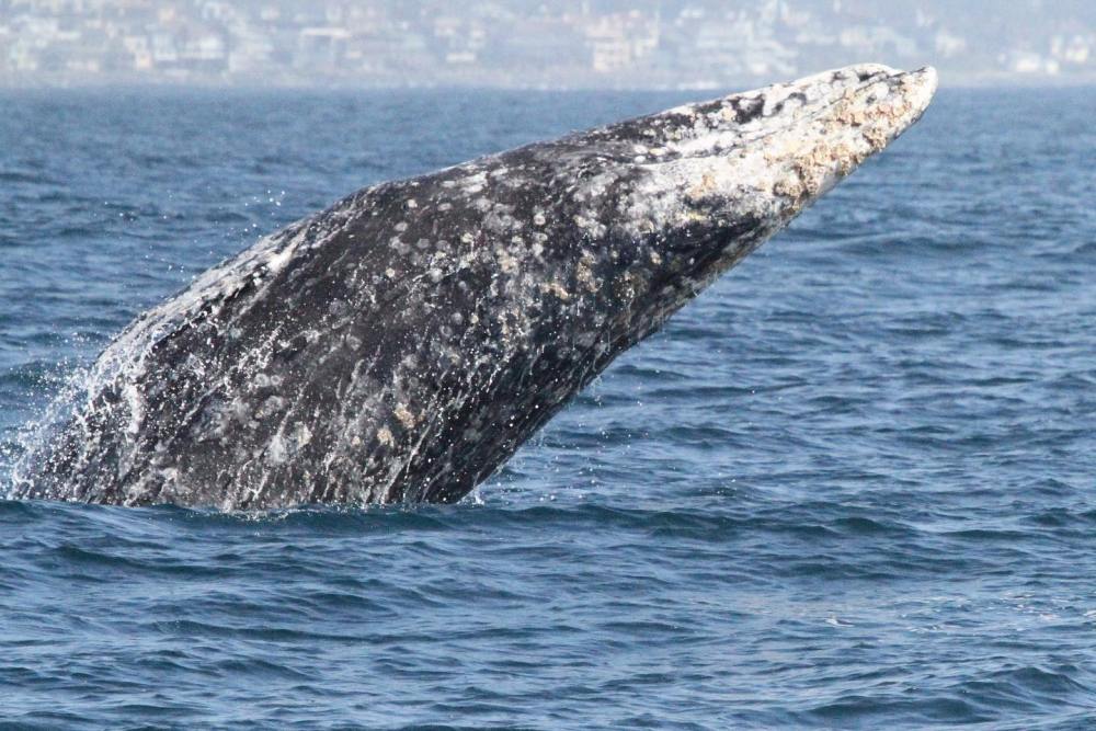 a whale jumping out of the water