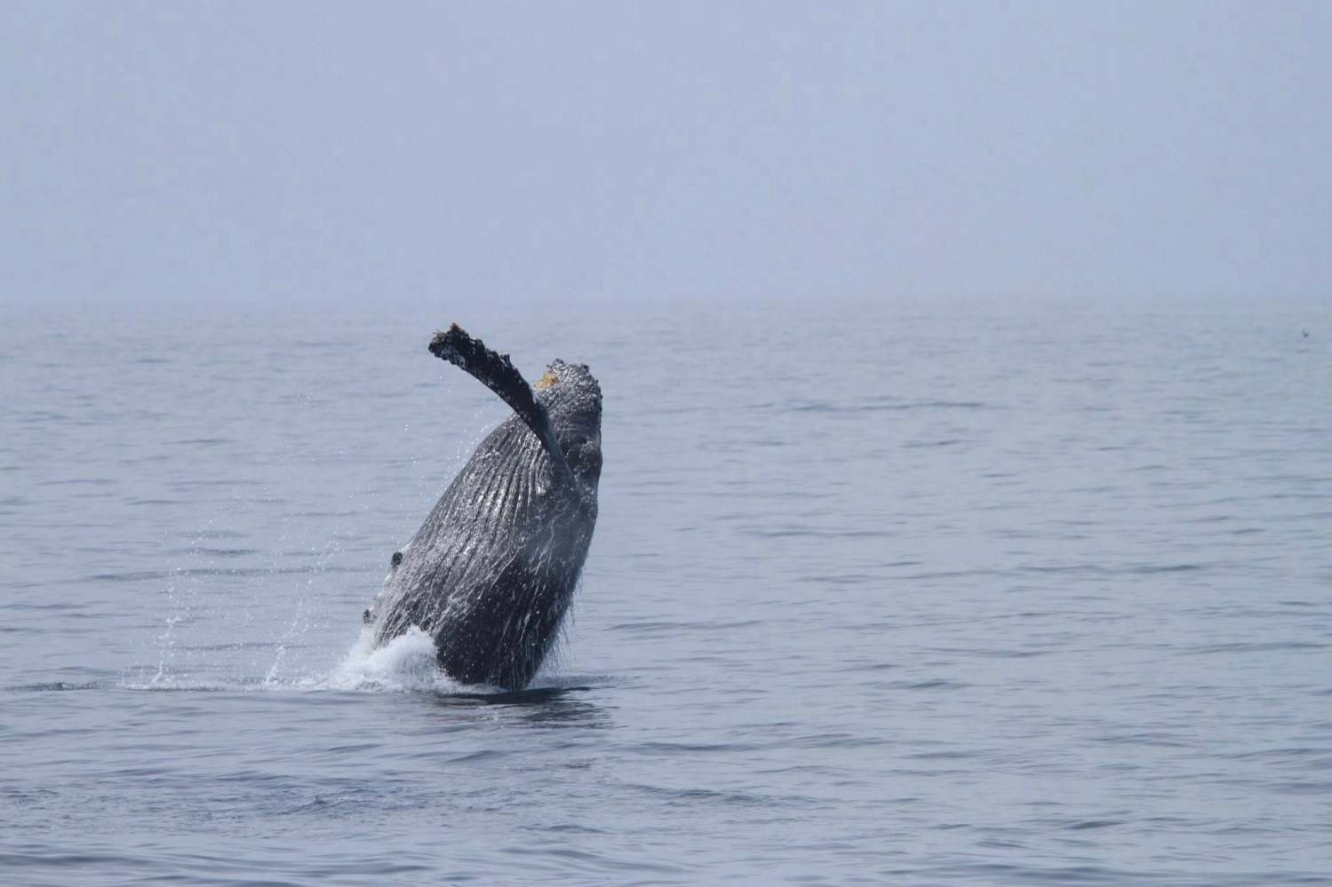 a whale jumping out of a body of water