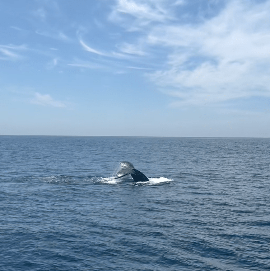 Whale tail emerging from ocean water under a cloudy blue sky.