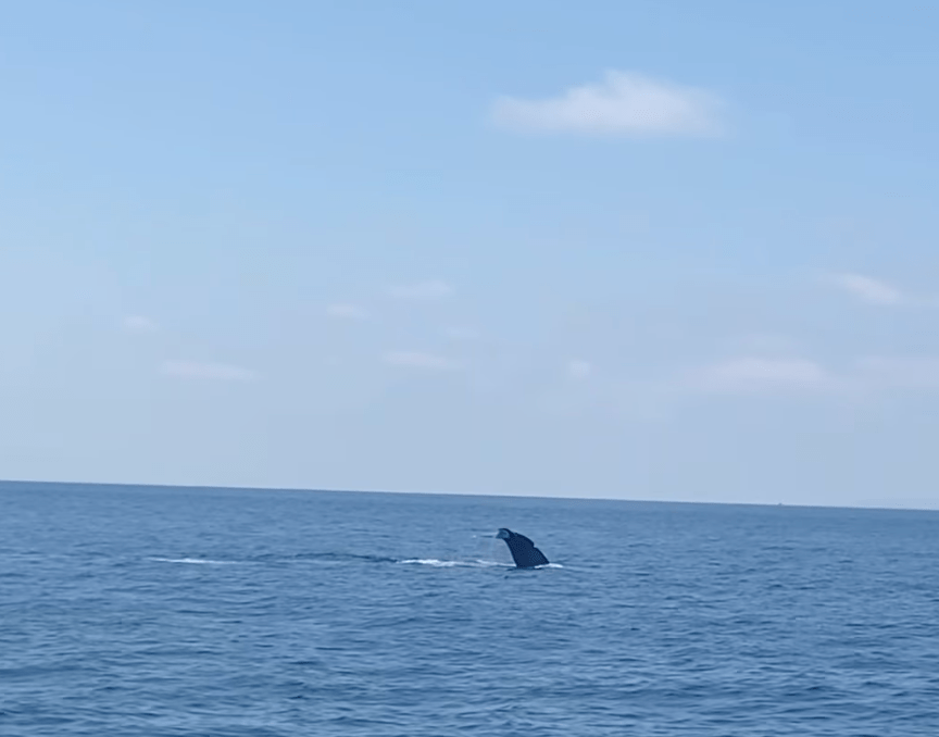 Whale tail emerging from ocean under clear blue sky.