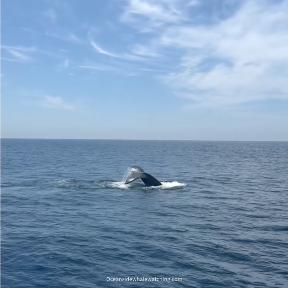 Whale tail breaching the surface of the ocean under a blue sky with scattered clouds.